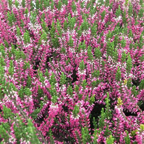 Calluna | White Flower Farm