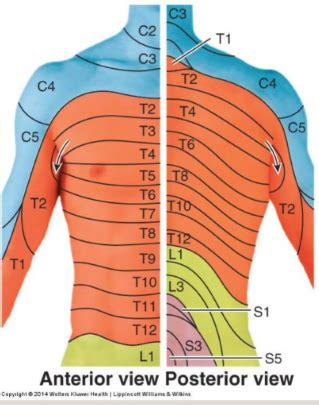 Pectoral Region Flashcards | Quizlet