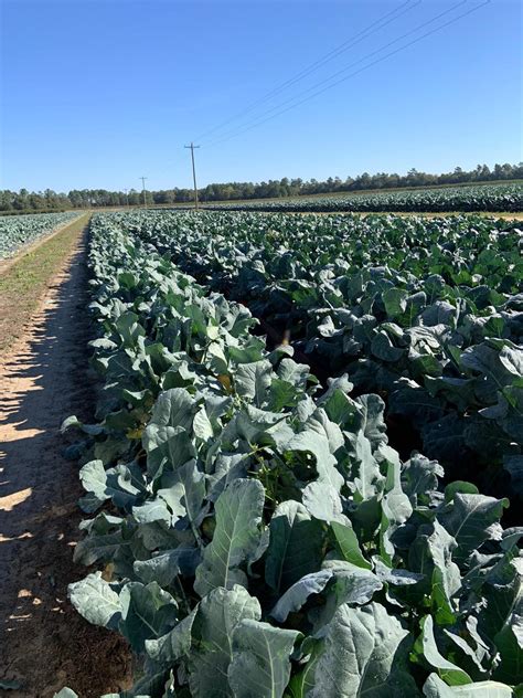 Broccoli Farming - Southern Farming with #TitanFarms