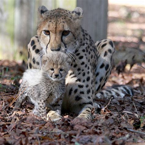 Cheetah Cub Gets a Lick of Love - ZooBorns