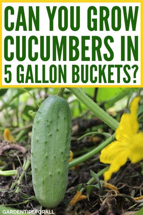 Are You Wondering Can You Grow Cucumbers In A Bucket We Reveal The