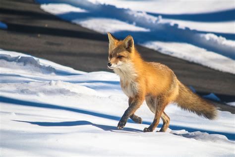 Macro Monday Brings Fox Floof, Schedule Updates, And Vet Bills – Chuck Wendig: Terribleminds