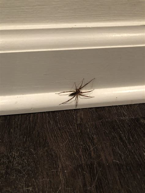 Can Anyone Help Identify This Spider I Found In My Basement It Was