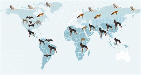 Epidemiology Of Rabies Rabies Bulletin Europe