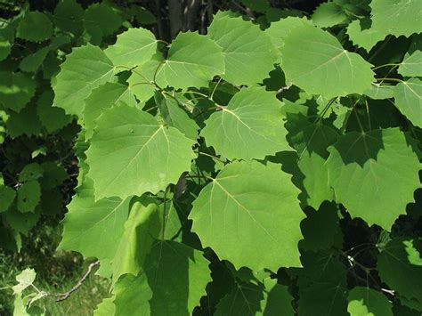 Populus Grandidentata Bigtooth Aspen Big Toothed Poplar Go Botany