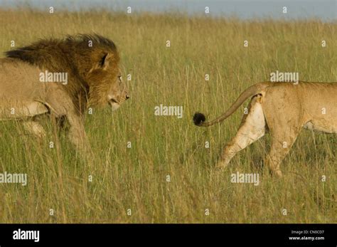 Lion following lioness-mating season! Stock Photo - Alamy