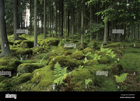 Ancient Boreal Coniferous Forest Interior With Moss Covered Rocks