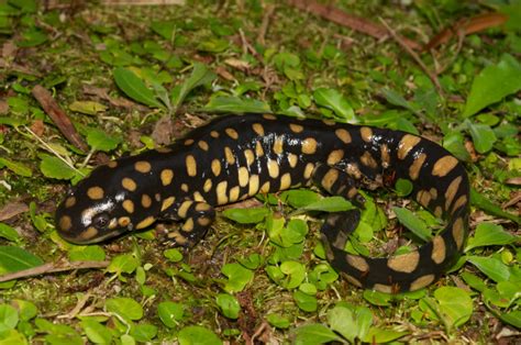 Eastern Tiger Salamander Ambystoma Tigrinum Tigrinum Photo Daniel D