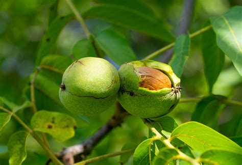 How To Plant A Walnut Tree From A Nut Complete Guide