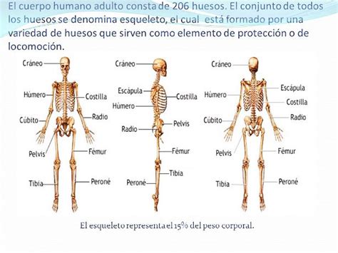 Esqueleto humano Definición partes huesos anatomía imágenes