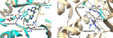 A Superimposition Of The Binding Mode Of Compound 2a PDB ID 4WNO