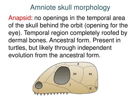 PPT - Introduction to Biogeography and Amniotes PowerPoint Presentation ...