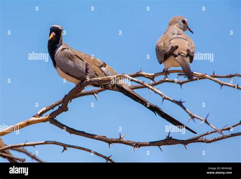 Female Namaqua Dove Hi Res Stock Photography And Images Alamy