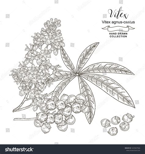 2 Chaste Tree Fruit Stock Vectors and Vector Art | Shutterstock