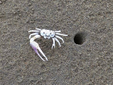 Fiddler Crab Guide Pacific Coast Of The Americas Naturalista Colombia