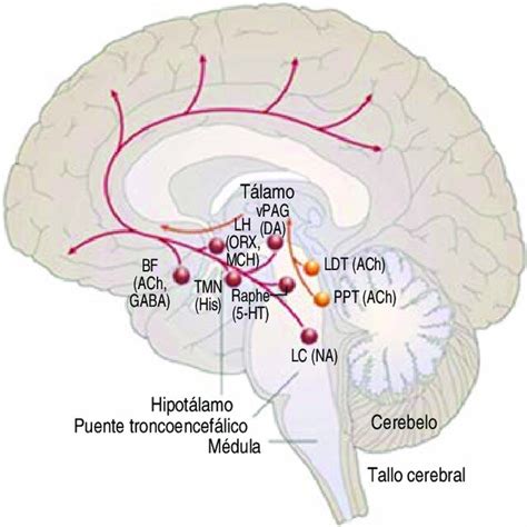 Sistema Del Sue O Vlpo N Cleo Ventrolateral Del Hipot Lamo Orx