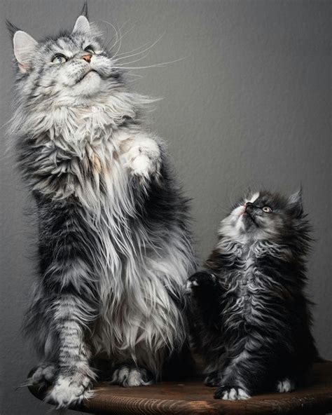 Pin On Maine Coon Cats