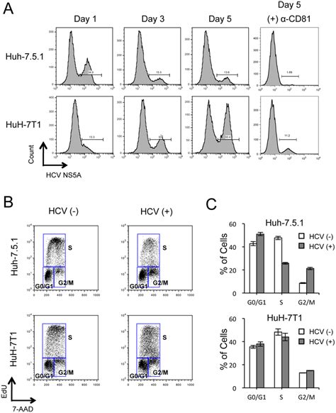 Effects Of Hcv Replication On Cell Proliferation Of Huh And