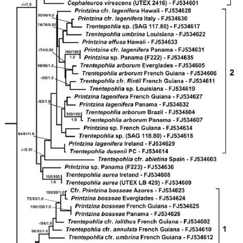 Phylogram Inferred From Maximum Likelihood Analysis Of The Rbcl Gene In