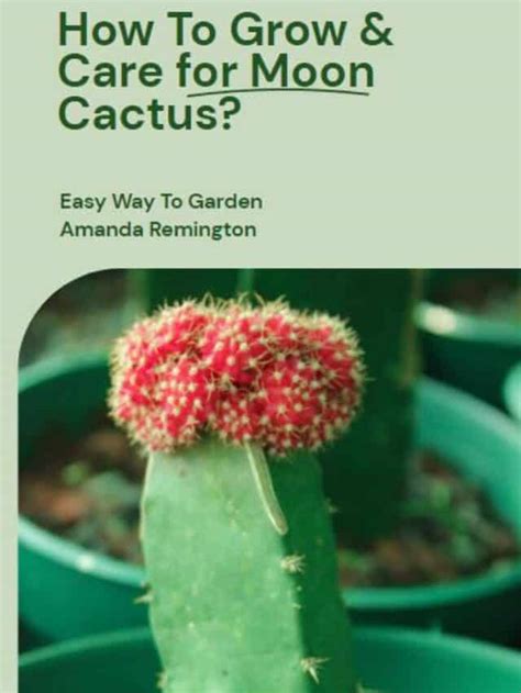 How To Grow Care For Moon Cactus Easy Way To Garden