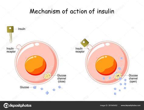 Mecanismo De Acao Da Insulina Braincp