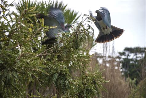 Kereru Gallery – Kererū Discovery