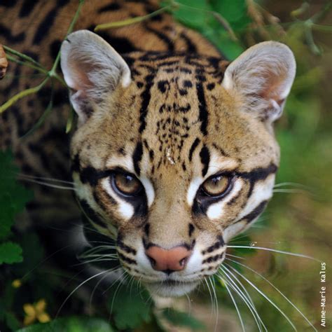 Ocelote Cara Casa Montessori