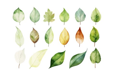 premium vector watercolor leaf clipart  graphic resources vector