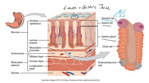 Hsci Histology General Histology Of The Stomach Youtube