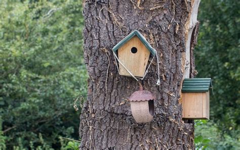 Secrets Pour Inviter Les Rouges Gorges Dans Votre Jardin Organizen