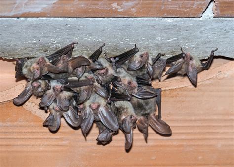 How Do Bats Get In The House Kp Wildlife Control