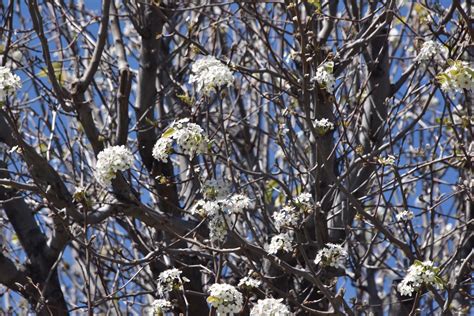 Pear Blossoms Free Stock Photo Public Domain Pictures