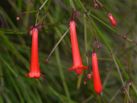 Firecracker Plant Care - 5 Steps to Beautiful Flowers! (Pollinators ...