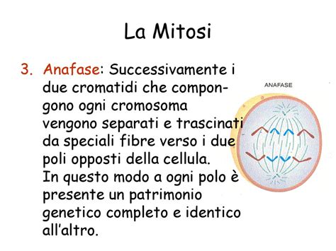 La Scienza Dellereditariet Ppt Scaricare