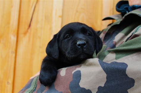 Chiots De La Race Labrador Retriever Disponibles Sur Chiots De France