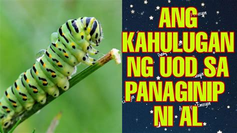 KAHULUGAN NG UOD SA PANAGINIP UOD SA PANAGINIP KAHULUGAN NG PANAGINIP