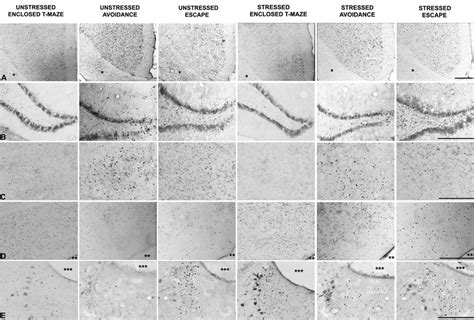 Photomicrographs Of Fos Immunoreactive Cells Dark Spots In Coronal