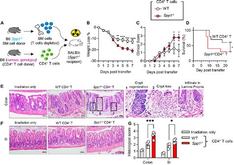 Figure From Secreted Osteopontin From Cd T Cells Limits Acute Graft