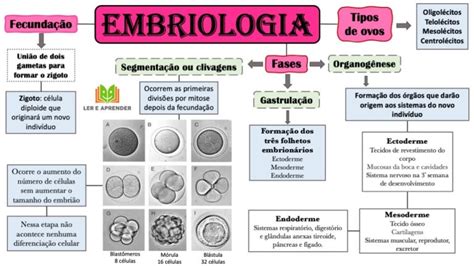 Mapa Mental Embrionario Ologia Images 71040 The Best Porn Website