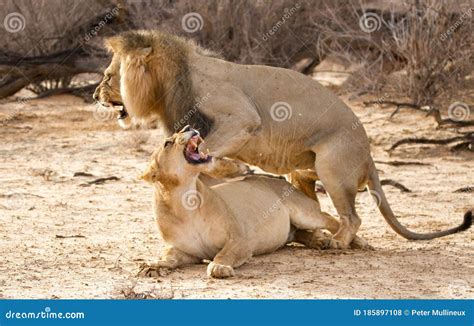 Lions Mating Kgalagadi Park Kalahari South Africa Stock Photo