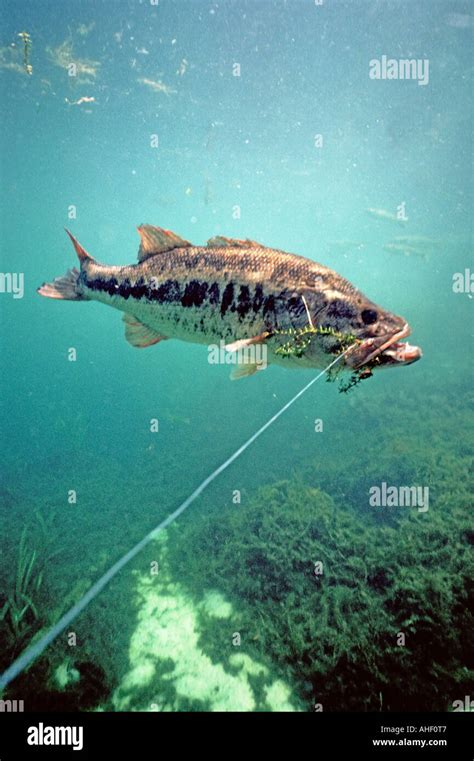 Largemouth Bass Underwater