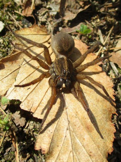 Arctosa Wolf Spider Tigrosa Helluo Bugguide Net