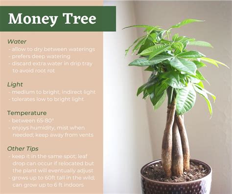 Caring For A Money Tree Online Wholesale | www.pinnaxis.com