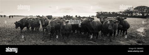 Aberdeen Angus cattle on field on farm in Devon Stock Photo - Alamy