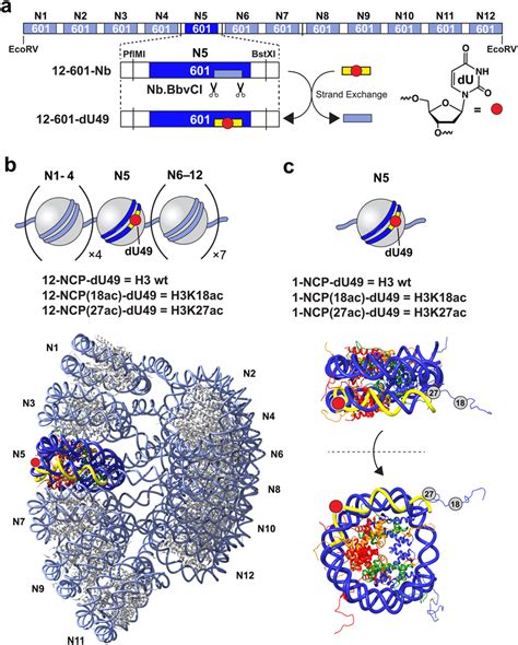 Chromatin Substrates Containing Site Specifically Modified Dna And