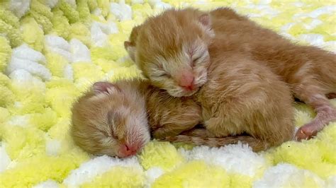 Newborn Kittens Two Hours After Birth YouTube