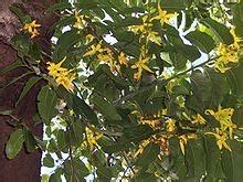 Marinduque My Island Tropical Paradise Ylang Ylang Trees In The