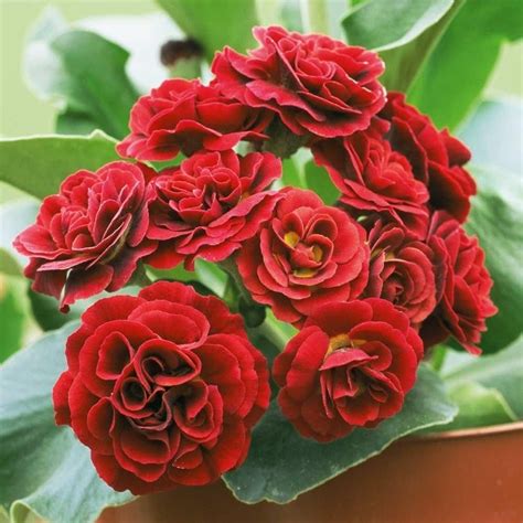 Примула (Первоцвет) ушковая Crimson glow | Biennial plants, Plants ...