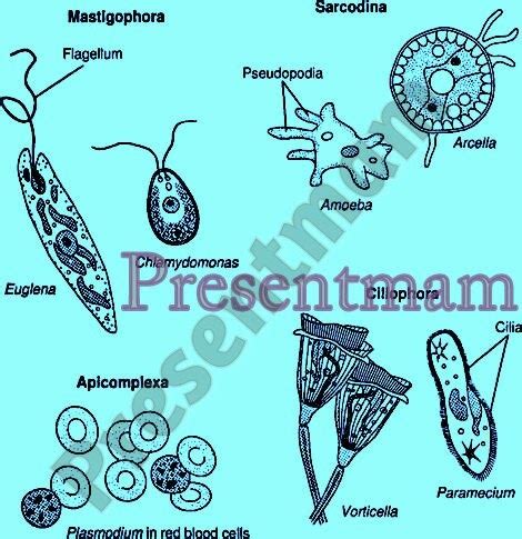 Protozoa Labeled Diagram