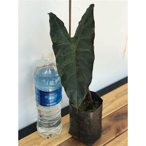 Alocasia Keladi Longiloba Ready Stock Shopee Malaysia